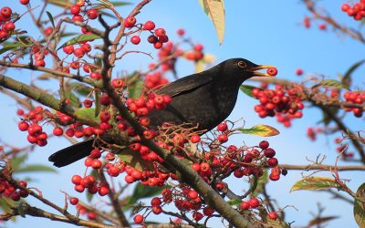 Song of the Blackbird